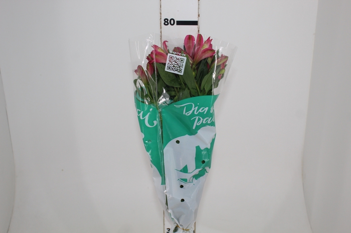 <h4>ALSTROEMERIA OVATION 080 CM</h4>