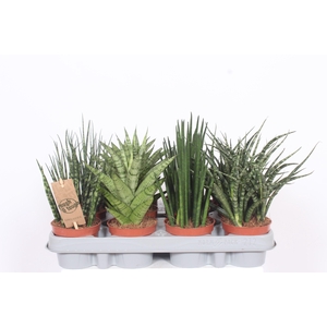 Sansevieria Luxe mix