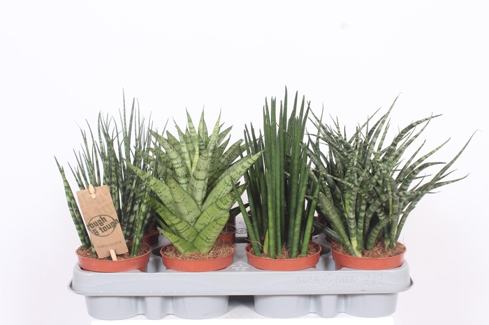<h4>Sansevieria Luxe mix</h4>