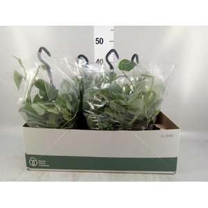 Scindapsus pictus 'Silvery Ann'