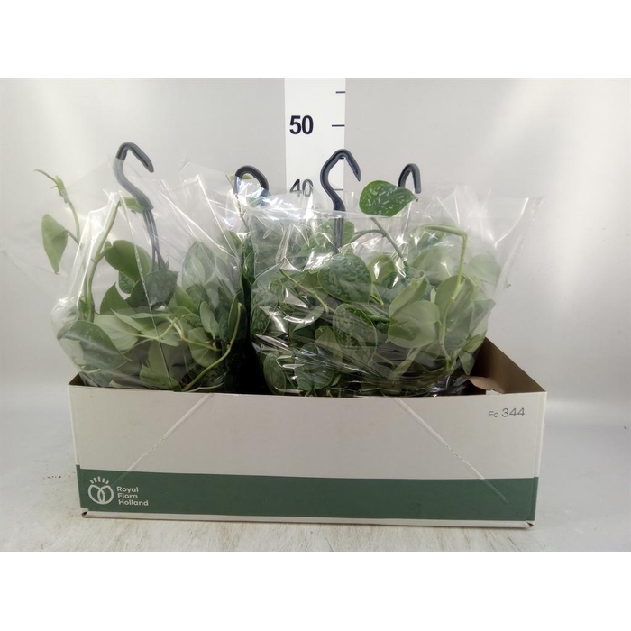 <h4>Scindapsus pictus 'Silvery Ann'</h4>