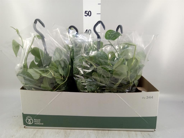 Scindapsus pictus 'Silvery Ann'