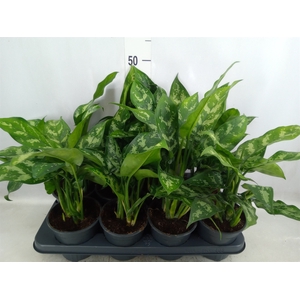 Aglaonema  'Maria'