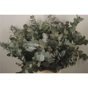 Euc Cinerea Per Bunch Za Short Spray Super