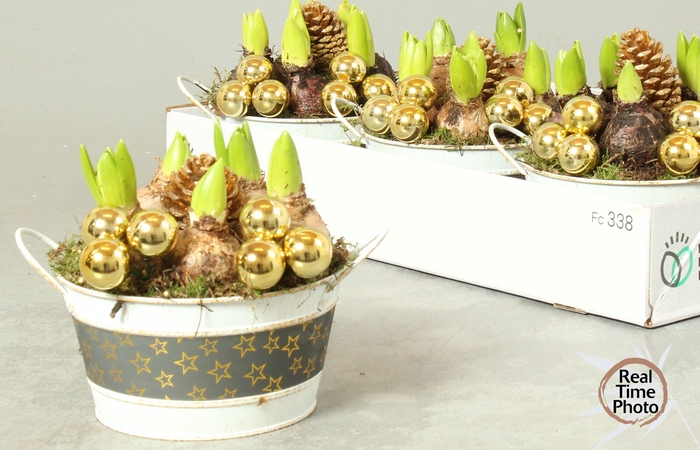 <h4>ARR HYACINTH</h4>