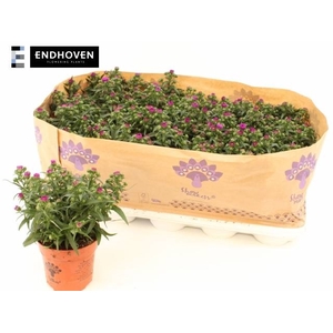 Aster Showm Pret Pin