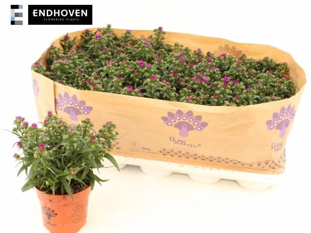 <h4>Aster Showm Pret Pin</h4>