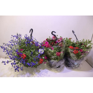 arr8 Overige Hangplanten