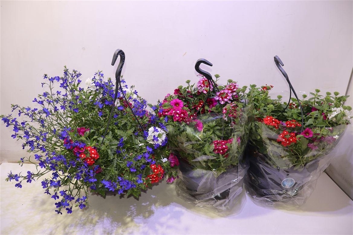 <h4>arr8 Overige Hangplanten</h4>