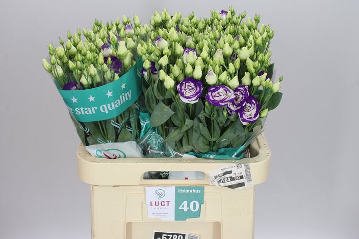<h4>Eust Du Rosita Blue Picotee</h4>