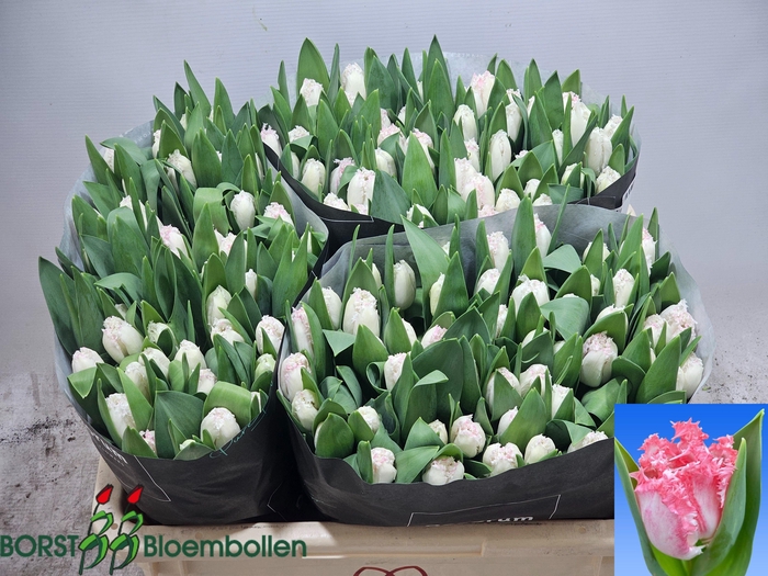 <h4>TU FR NEGLIGE</h4>