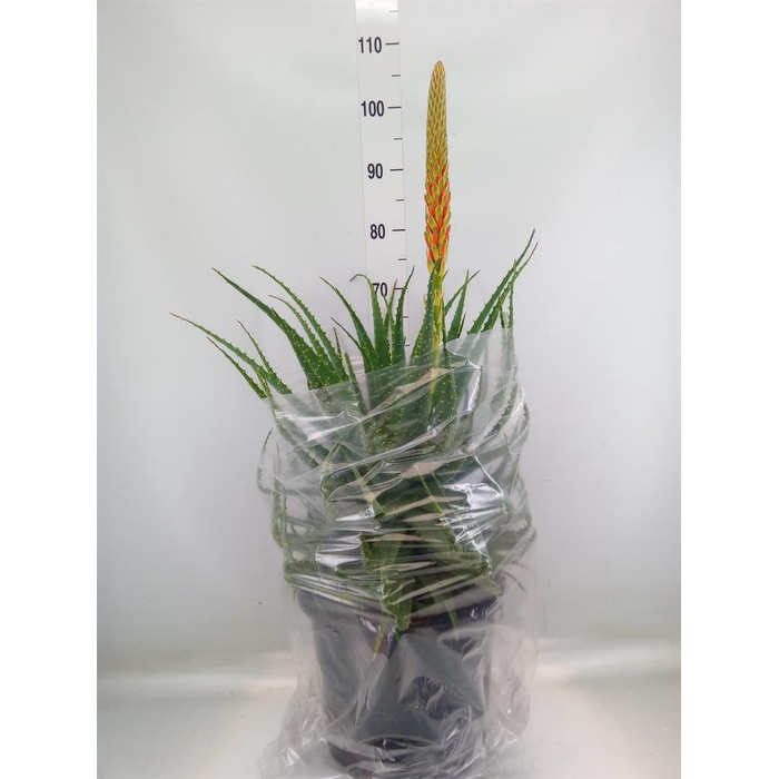 <h4>Aloe arborescens</h4>