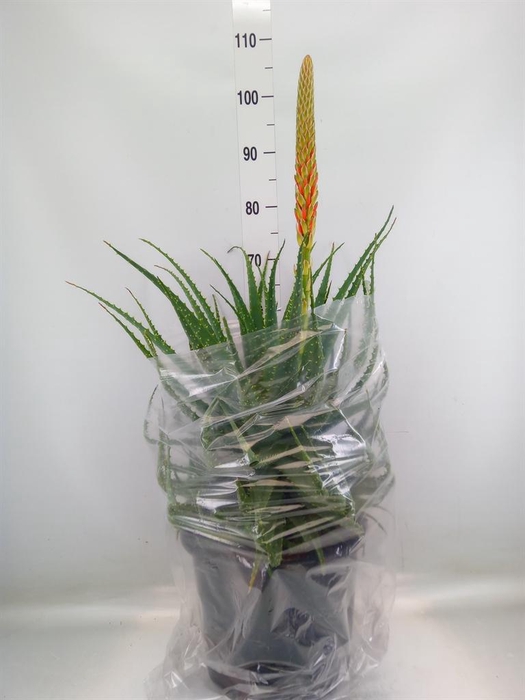 Aloe arborescens