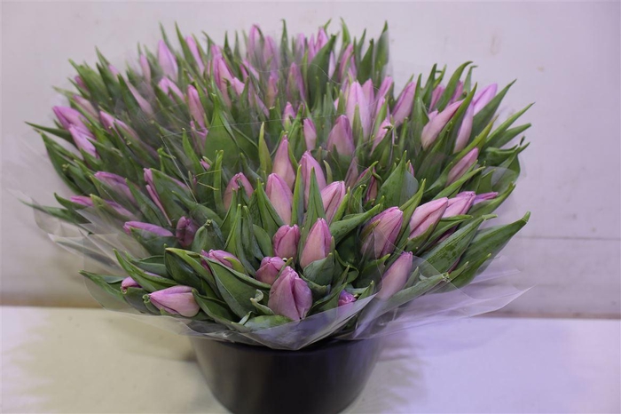 <h4>Tu En Candy Prince</h4>