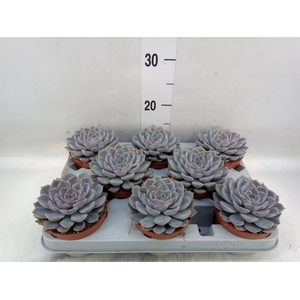 Echeveria  'Orion'