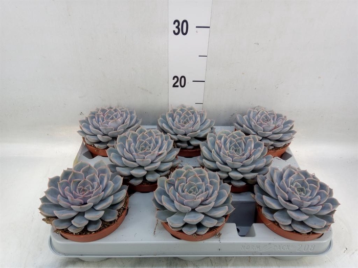 <h4>Echeveria  'Orion'</h4>