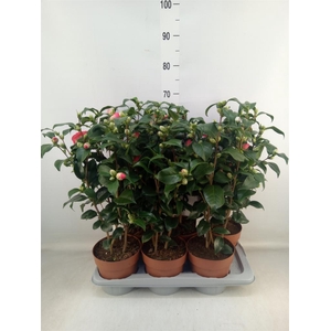 Camellia reticulata 'Mary Williams'
