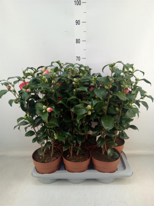 <h4>Camellia reticulata 'Mary Williams'</h4>