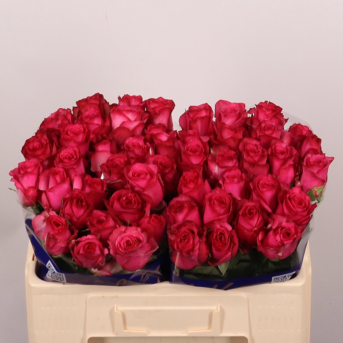 <h4>R GR PALOMA ROYALE</h4>