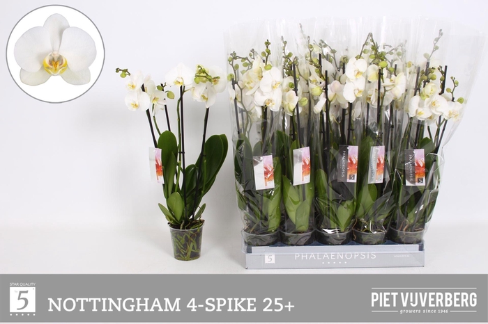 <h4>PHAL AN NOTTINGHAM</h4>