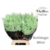 SOLIDAGO MINT