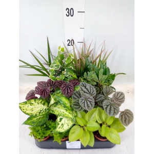 Planten  ..mix