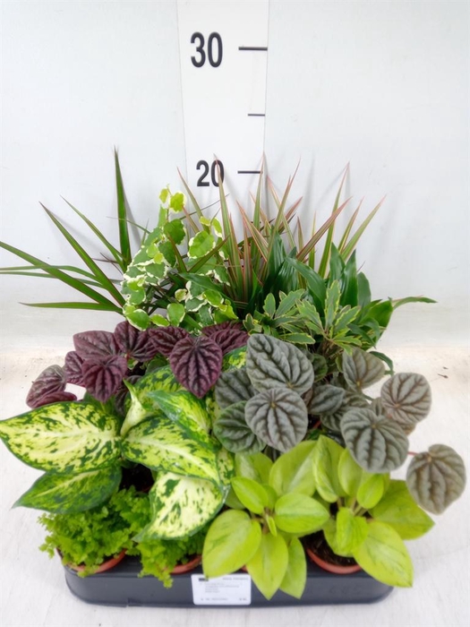 <h4>Planten  ..mix</h4>