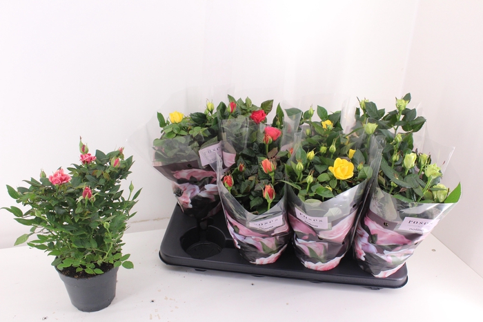 <h4>RO PATHIT GEM 5 SRT</h4>