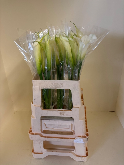 <h4>ZANT AE INNOCENCE</h4>