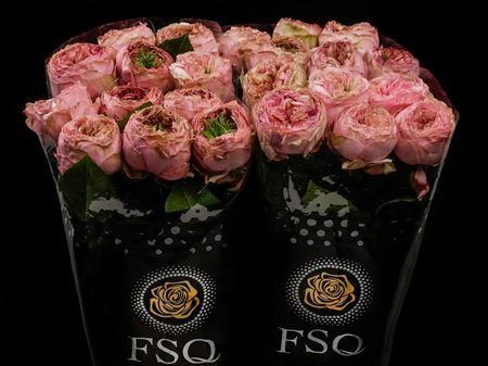 <h4>R Gr Pride Of Jane</h4>