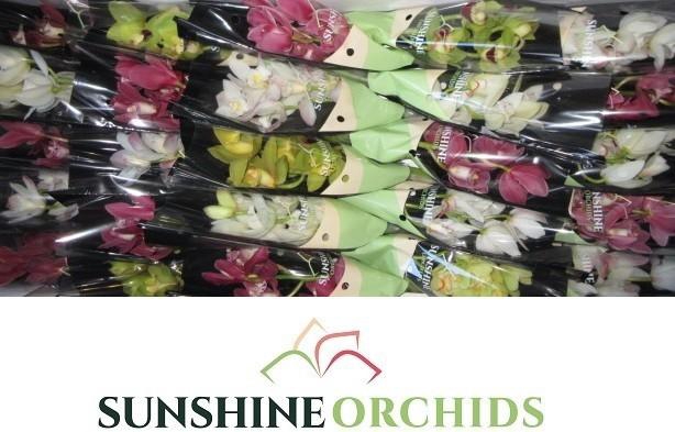 <h4>CYMB MI GEM</h4>