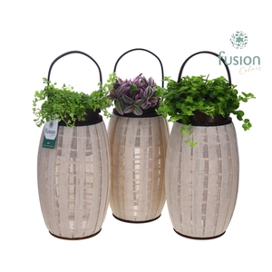 Houten Lantaarn met groene planten mix