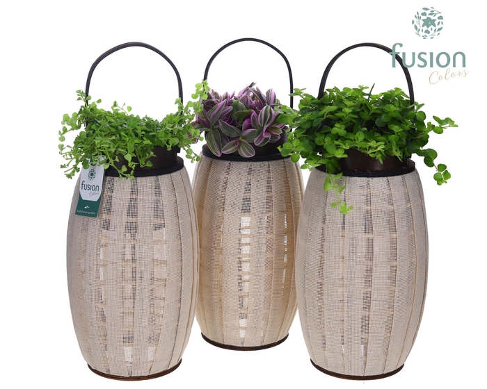 <h4>Houten Lantaarn met groene planten mix</h4>