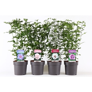 Hibiscus syriacus