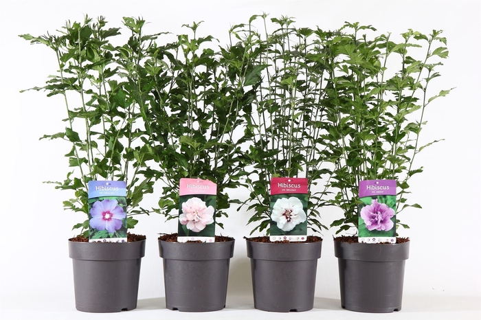 <h4>Hibiscus syriacus</h4>