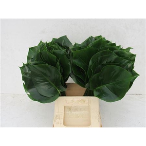 Monstera Blad Ø15cm