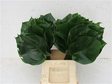 <h4>Monstera Blad Ø15cm</h4>