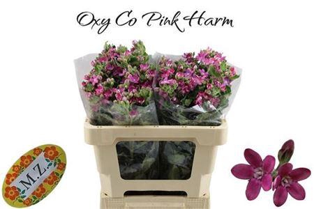 Oxy Co Pink Harmony