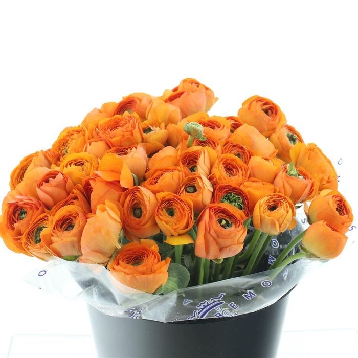 <h4>Ran Su Sr Lambada Orange Extra</h4>