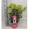 arr8 Hydr Paniculata