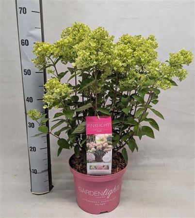 arr8 Hydr Paniculata