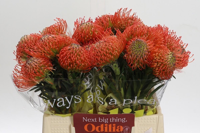 <h4>Nutans Succession</h4>