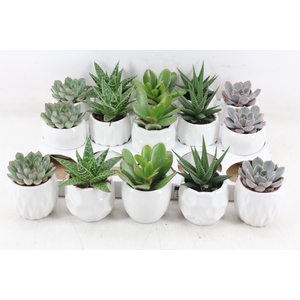 arr3 OV - Ker. Lindos x15