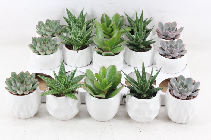 <h4>arr3 OV - Ker. Lindos x15</h4>