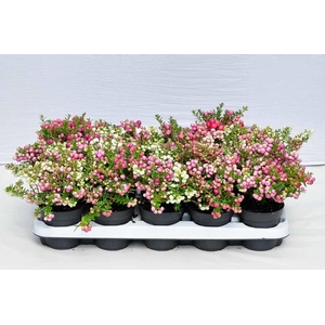 Gaultheria Pernettya Carnaval Dubbel color