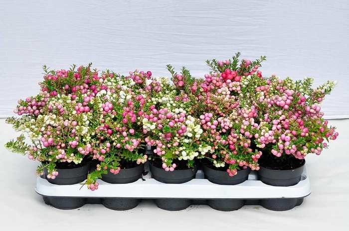 <h4>Gaultheria Pernettya Carnaval Dubbel color</h4>