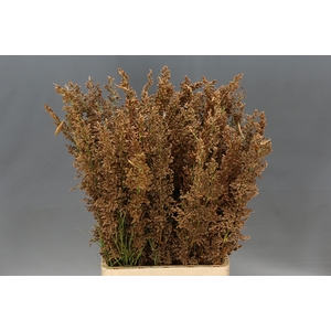 Bell Reed Male Natural