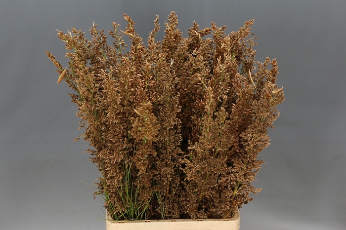 <h4>Bell Reed Male Natural</h4>
