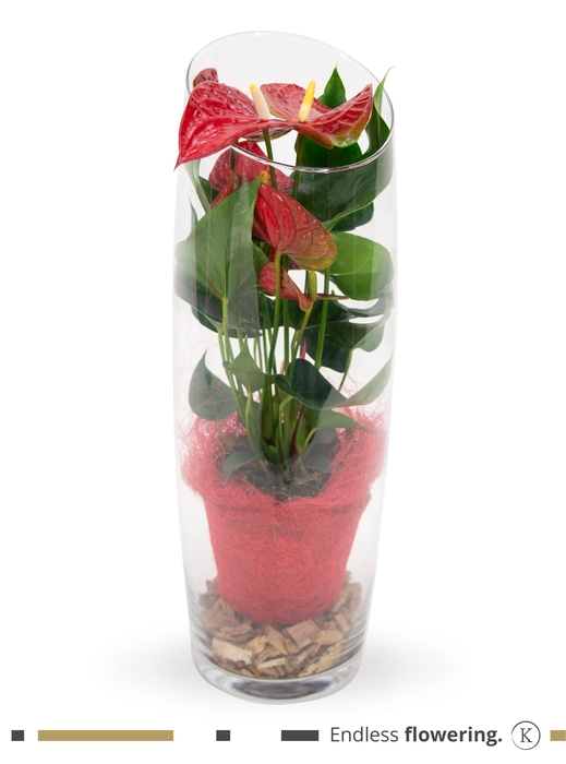 <h4>Anthurium - KARMA Red | Sky 50cm | Sisal + Mos</h4>
