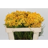 Kaaps Groen Lanug. yellow